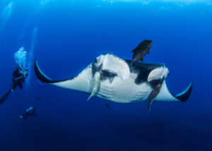 best diving in socorro