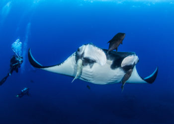 best diving in socorro