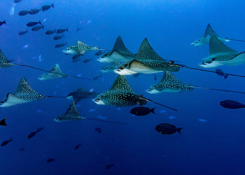 December dive destinations