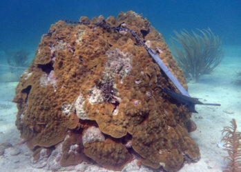 Florida Keys restoration blueprint