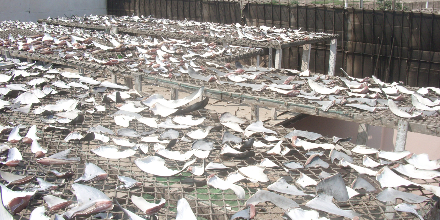 Shark fin option trade