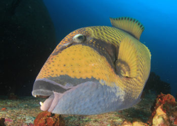 titan triggerfish
