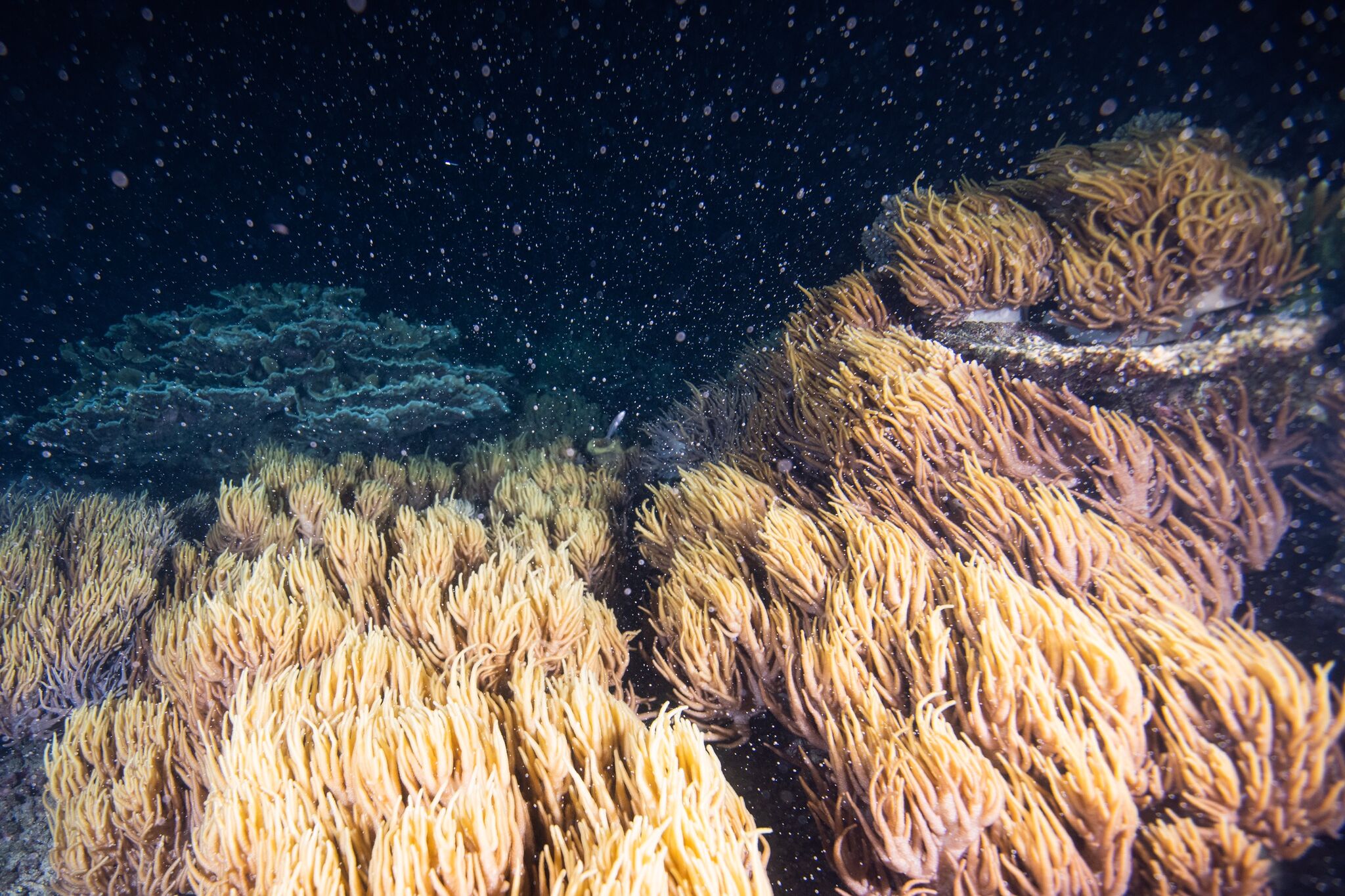 Sex On The Reef Science And Tourism Join Forces • Scuba Diver Life 7245