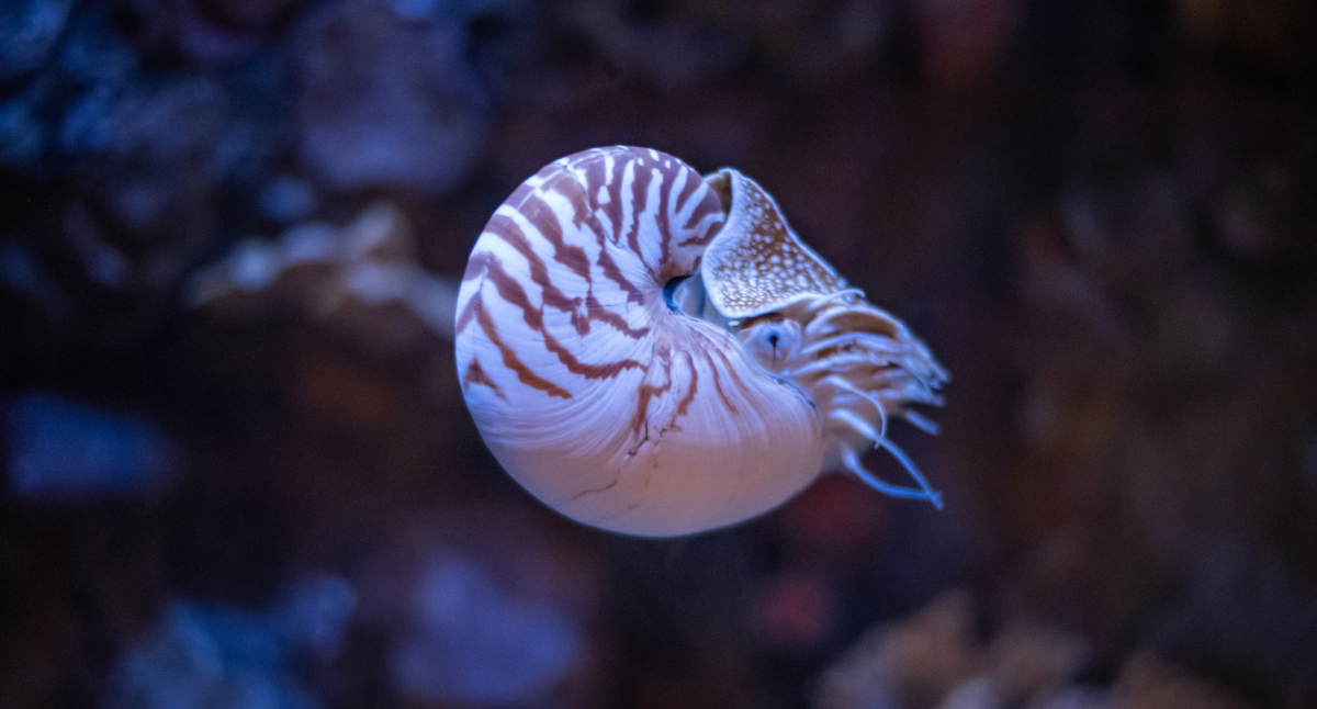 Marine Species: Nautilus • Scuba Diver Life