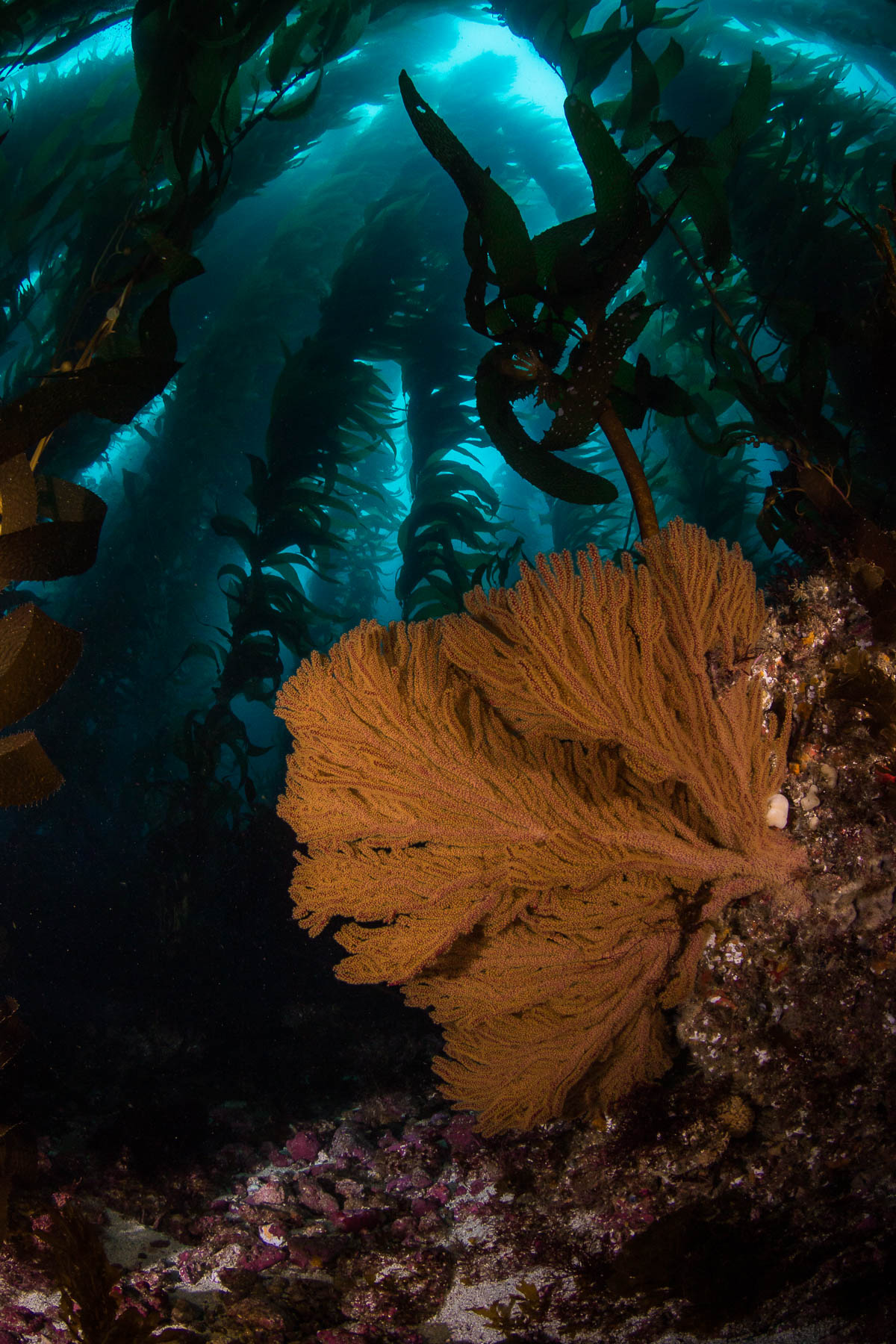Diving the Southern Channel Islands Kelp Forests • Scuba Diver Life