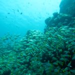 scuba diving in the Similan Islands