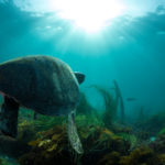 southern california sea life sea turtle
