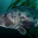 southern california sea life sea bass