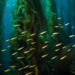 southern california sea life