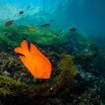 southern california sea life garibaldi