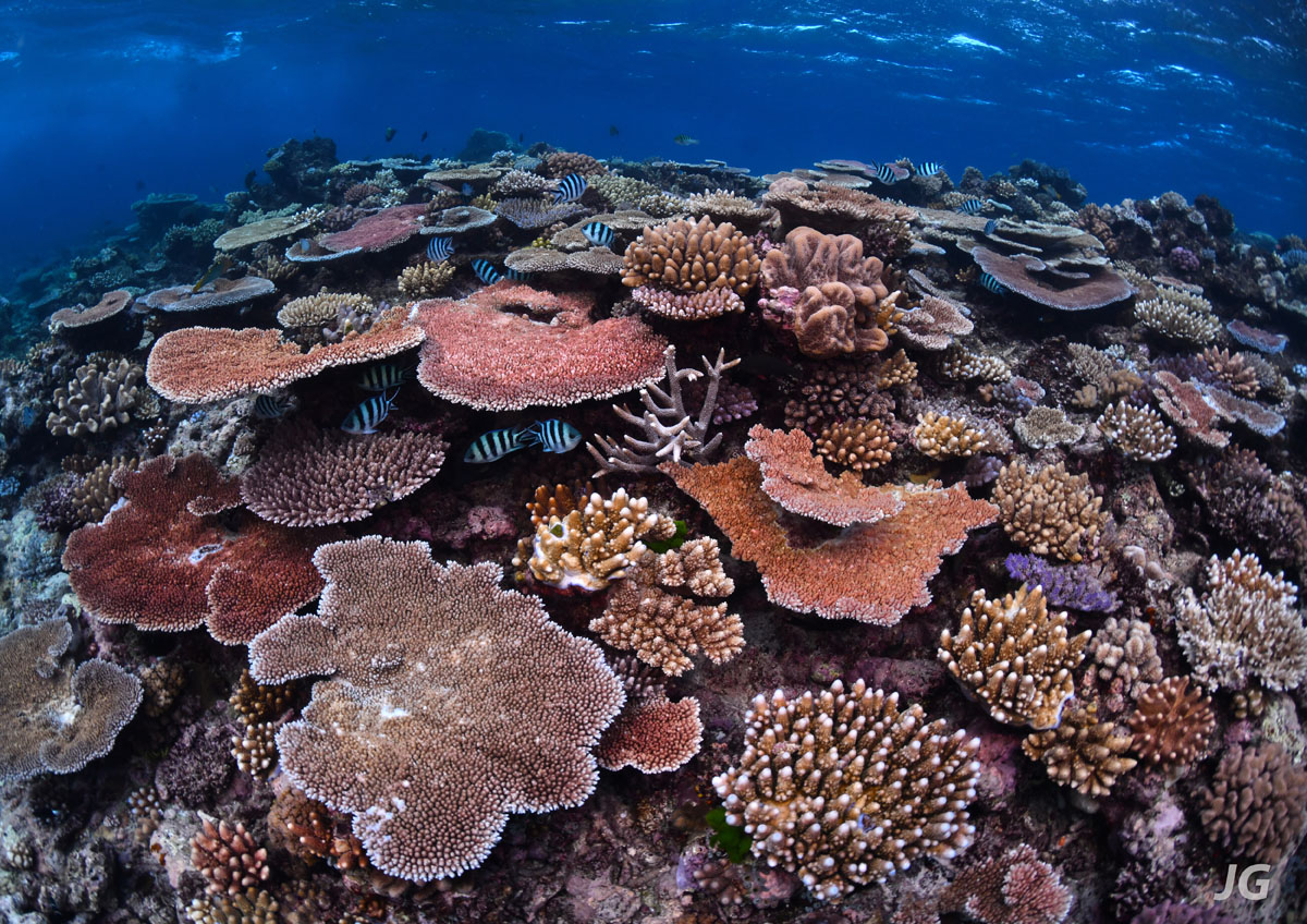 Mission Complete The Great Barrier Reef Survey • Scuba Diver Life