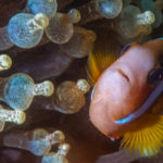 macro life on the great barrier reef