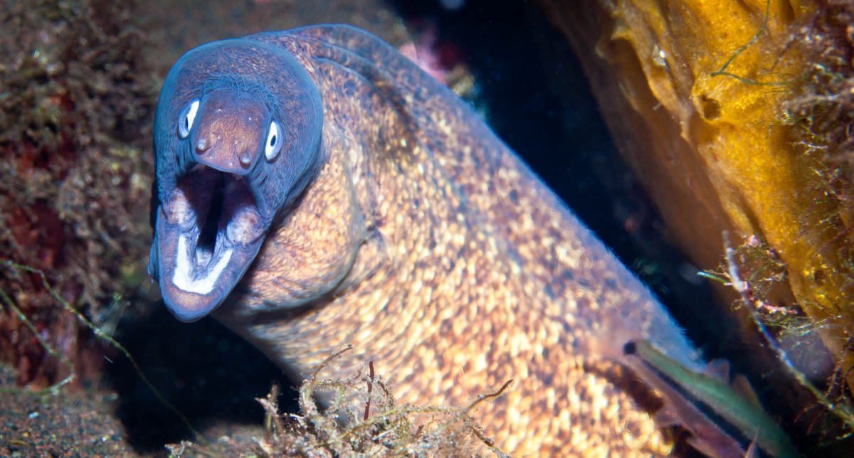 Eel Roundup: Top Five Favorites • Scuba Diver Life