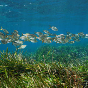seagrass dive community