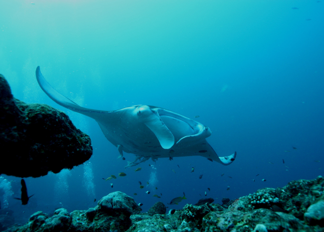 giant manta rays in Ecuador