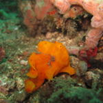 diving in sulawesi