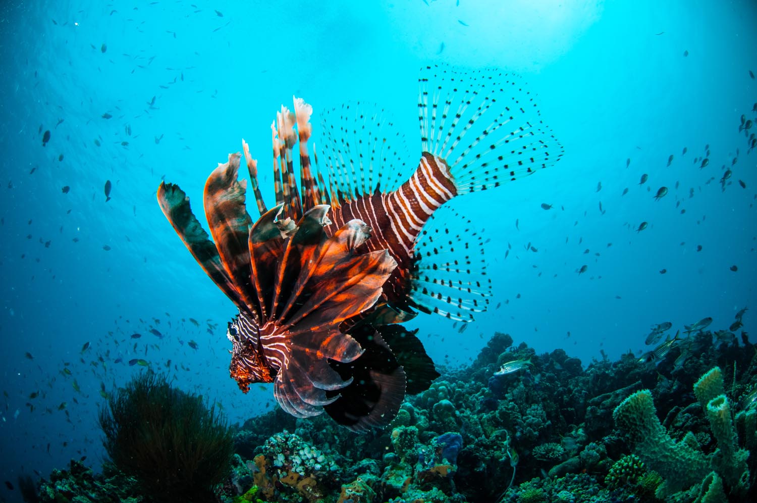 Bonaire • Scuba Diver Life