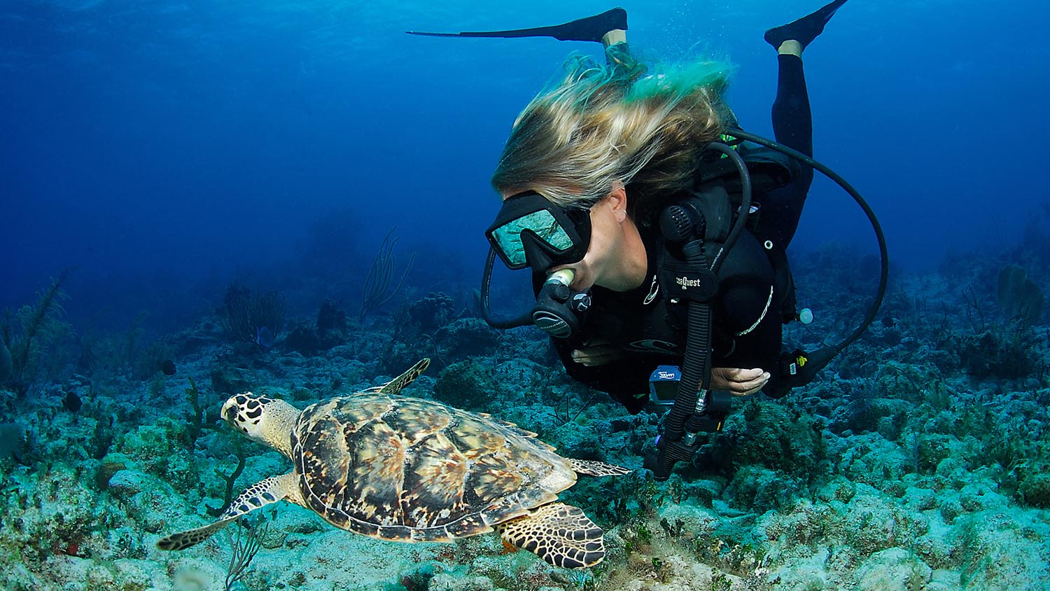 Caymen Islands • Scuba Diver Life