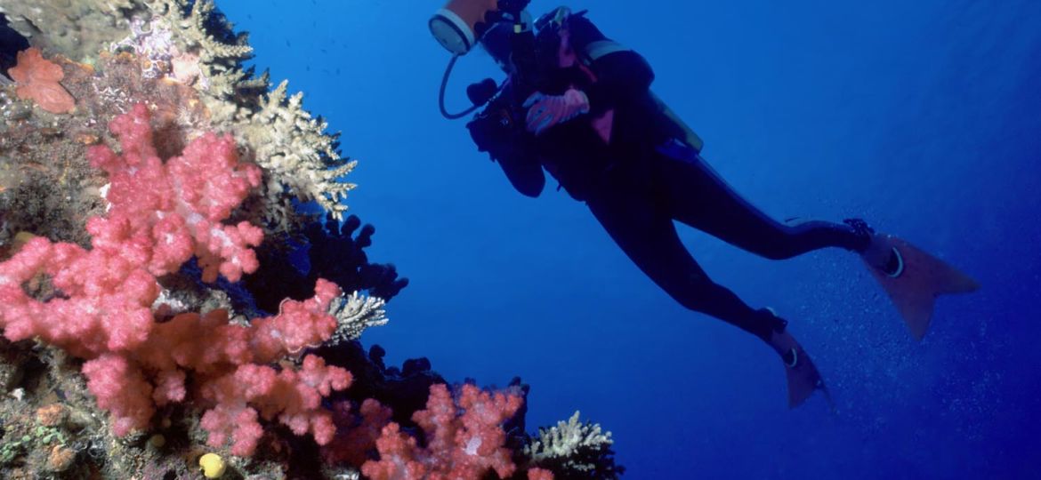 Diver and soft coral wall