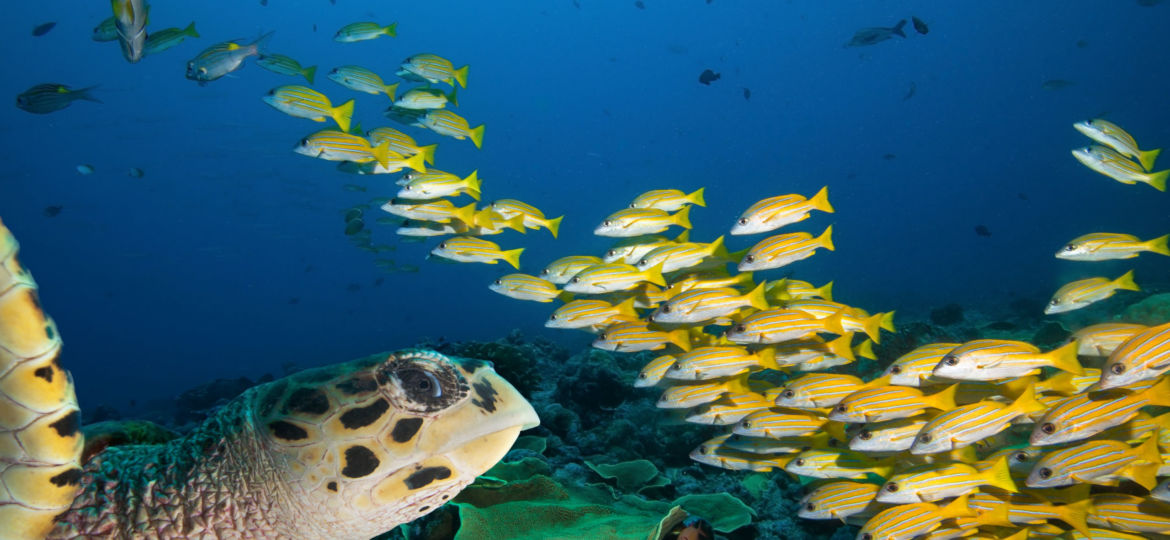 Sea turtle and school of  yellow fish.