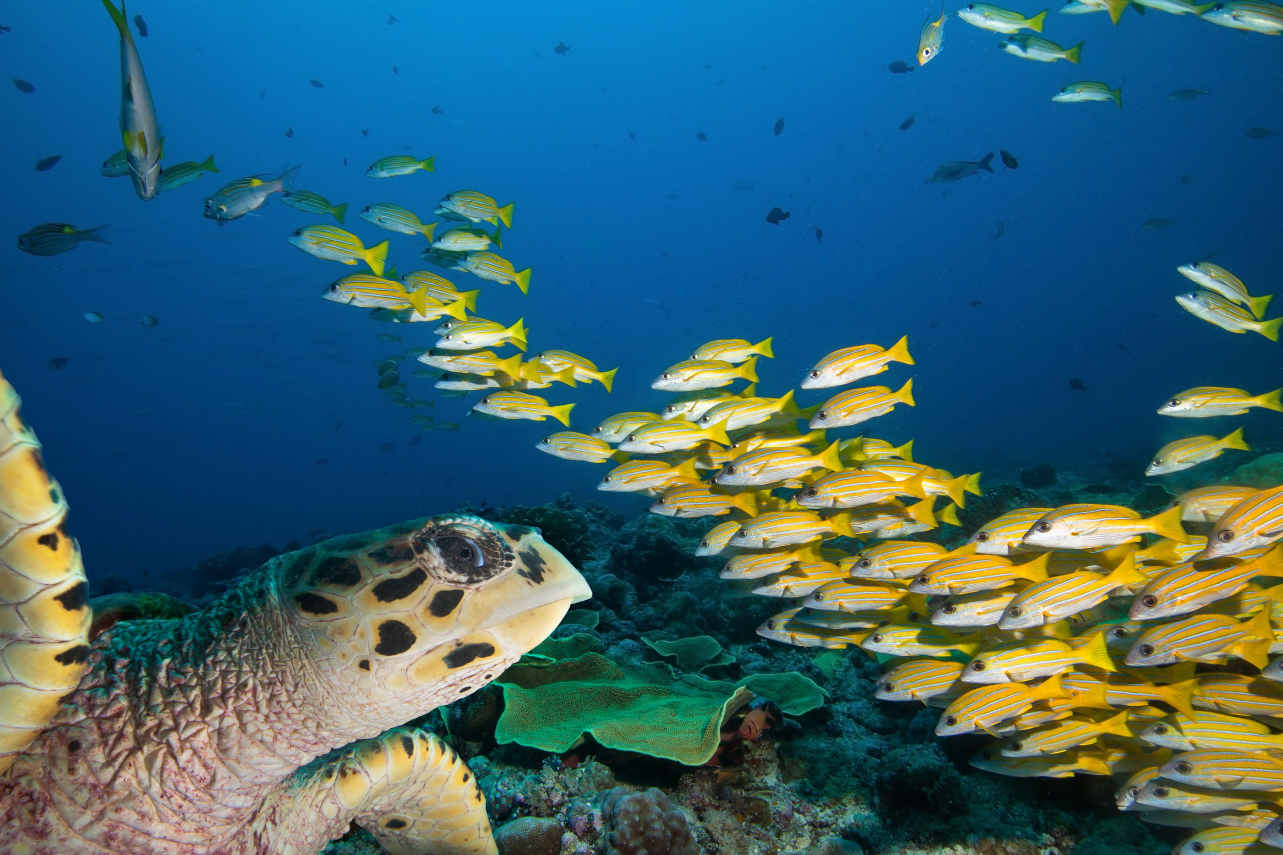 Palau • Scuba Diver Life