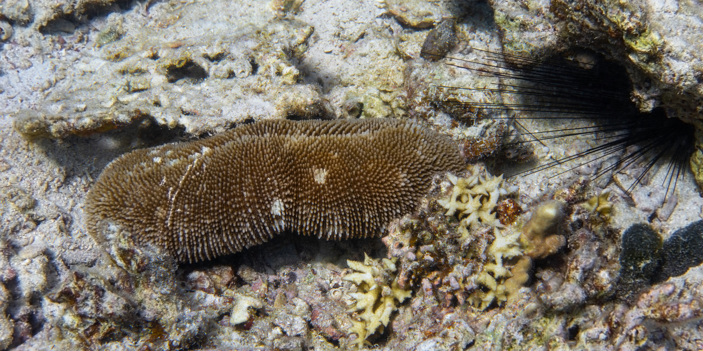 Marine Species: Sea Cucumber • Scuba Diver Life