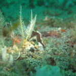diving in sulawesi