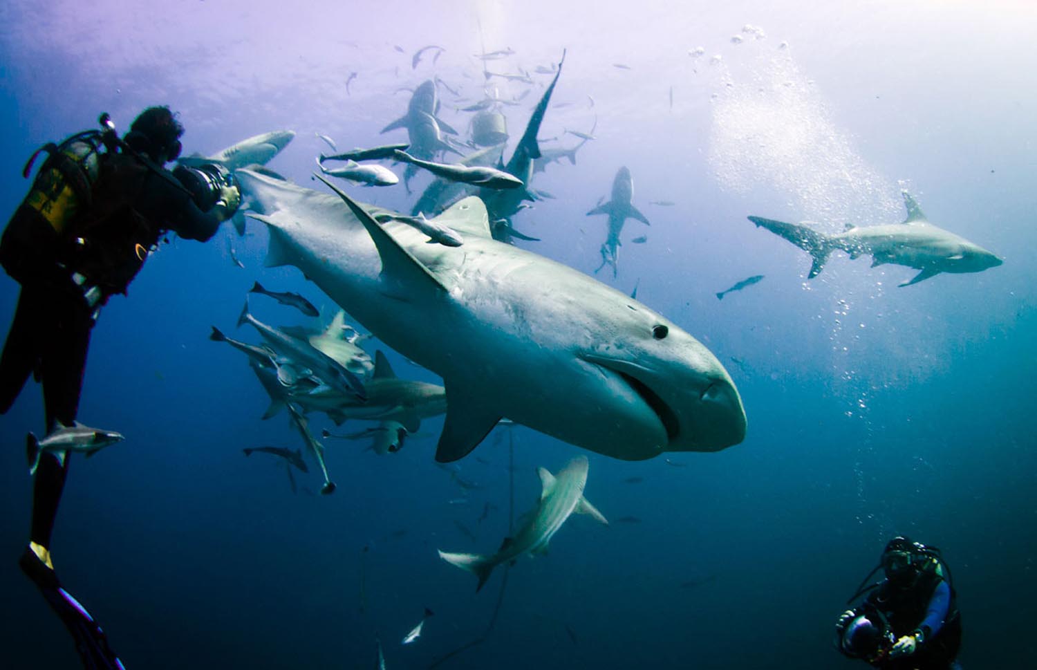 South Africa • Scuba Diver Life