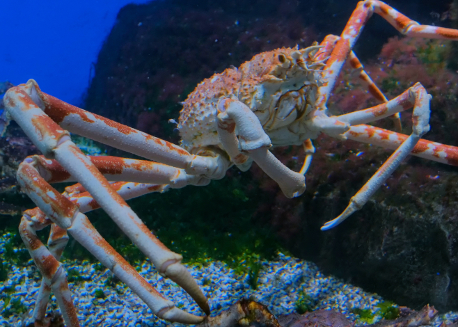 crab species