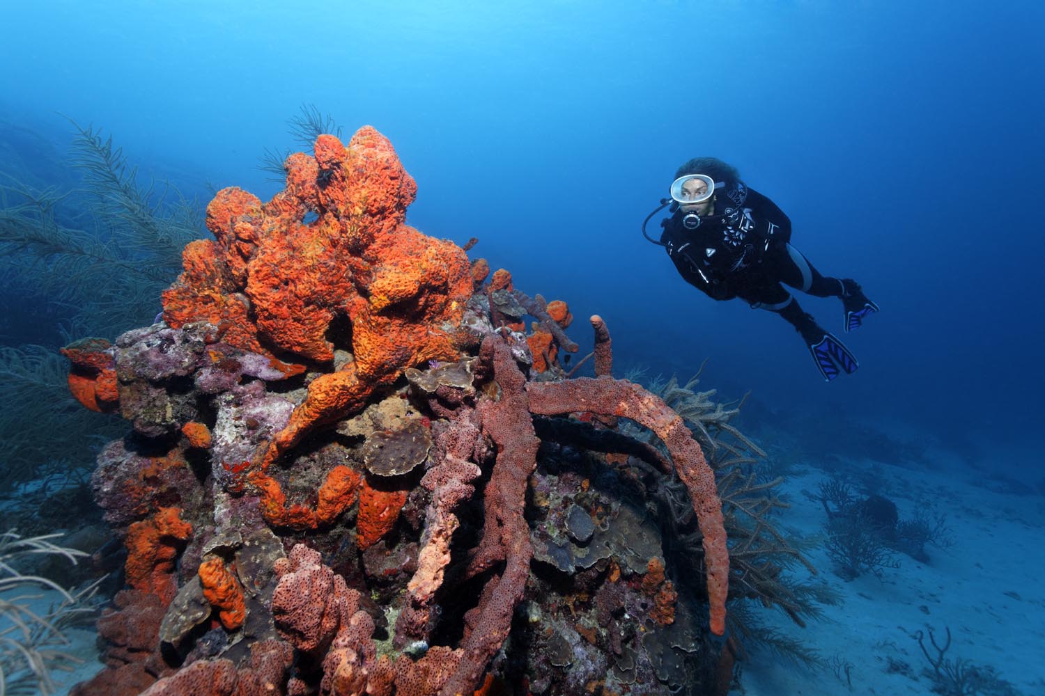 st-lucia-scuba-diver-life