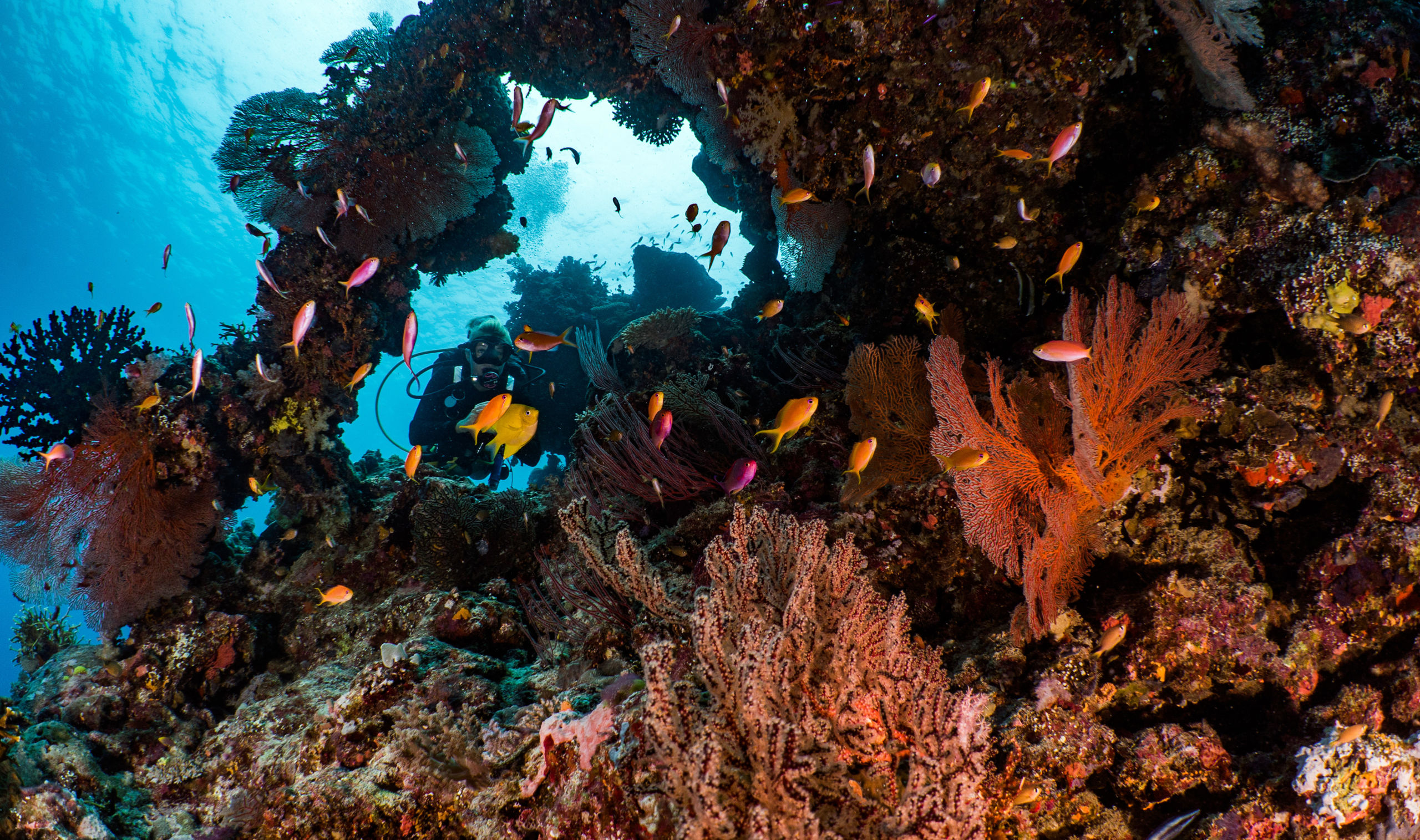 Vanuatu Scuba Diver Life