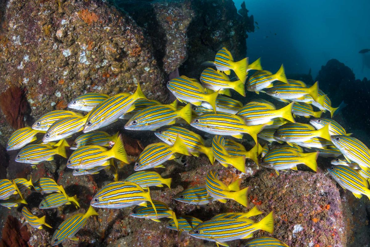 Diving Cabo San Lucas Marine Park • Scuba Diver Life