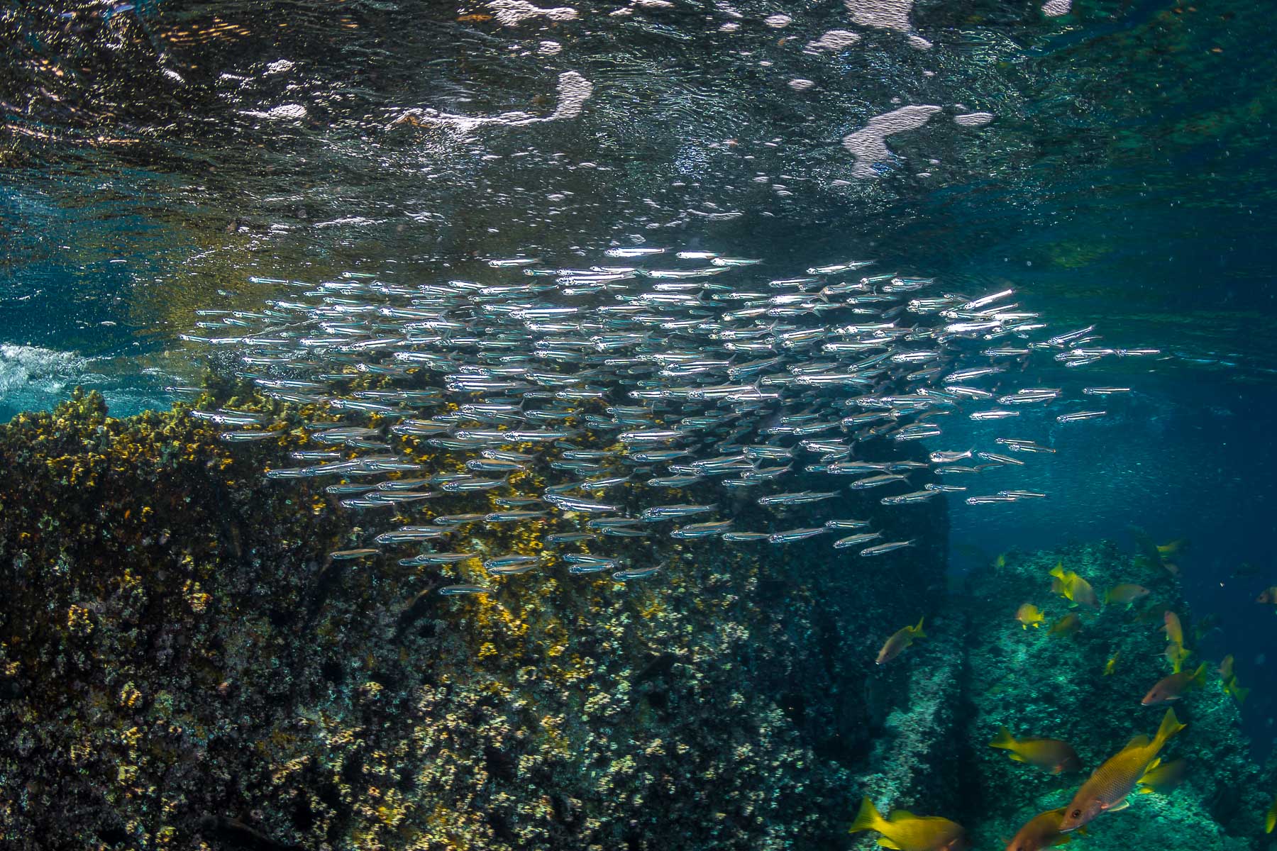 Diving Cabo San Lucas Marine Park • Scuba Diver Life