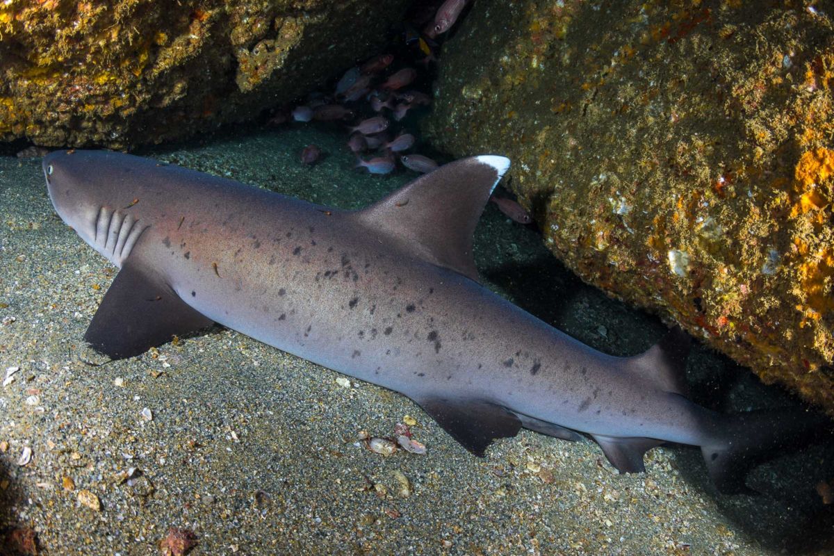 Diving Cabo San Lucas Marine Park • Scuba Diver Life