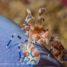 Macro life in the Mergui Archipelago harlequin shrimp