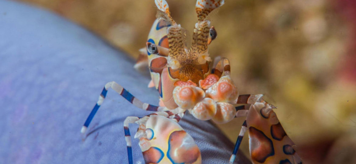 Macro life in the Mergui Archipelago harlequin shrimp
