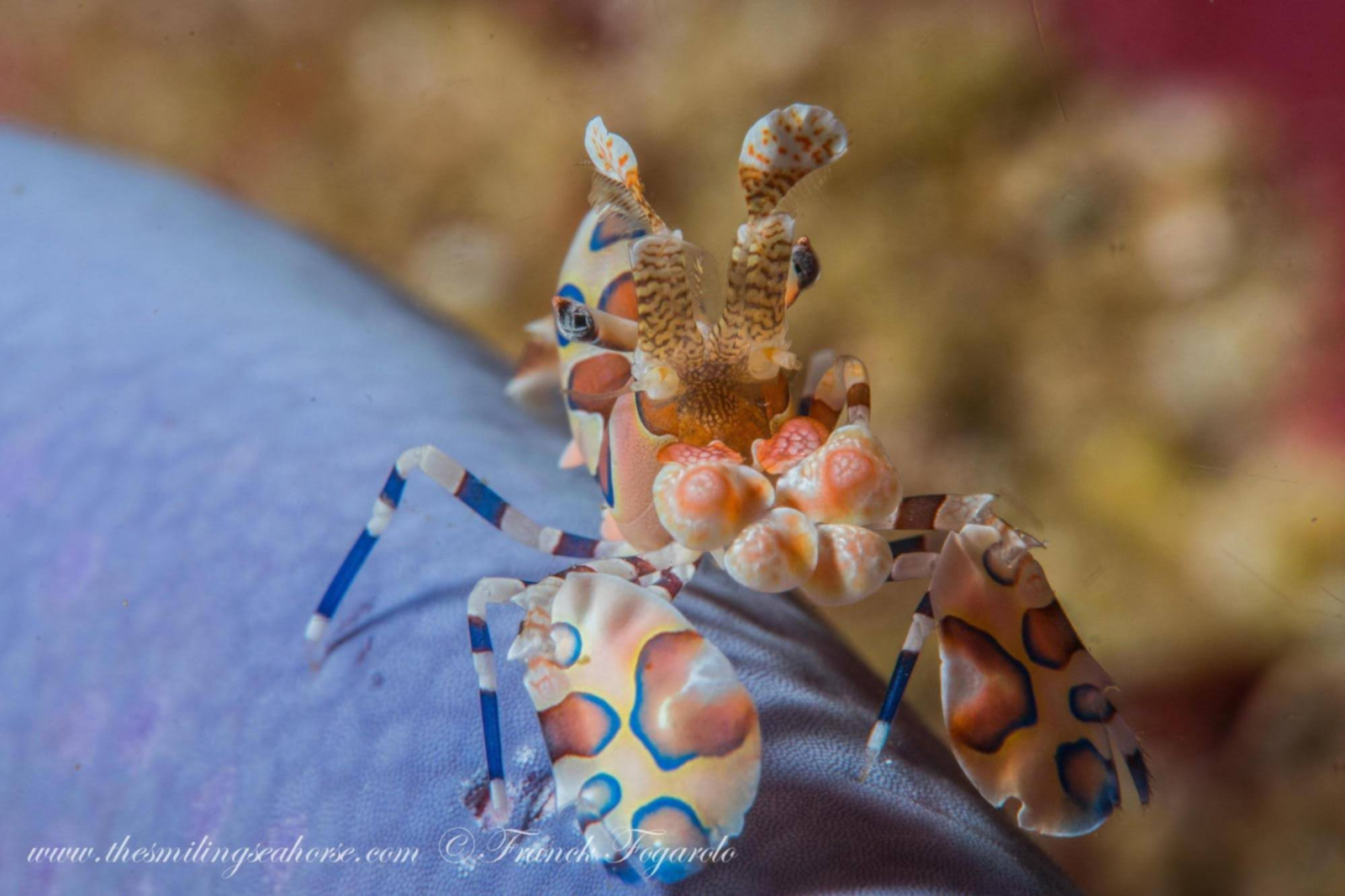 Macro life in the Mergui Archipelago harlequin shrimp