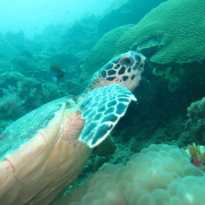 krabi turtle