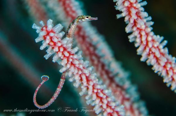 macro life in the mergui archipelago pipefish