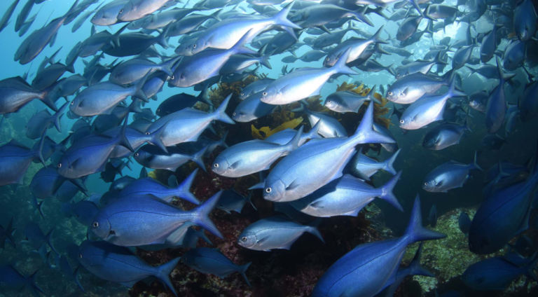 Scuba diving Poor Knights Islands New Zealand