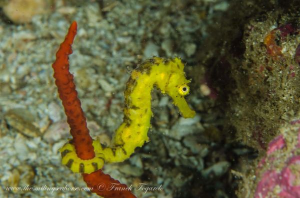 macro life in the mergui archipelago seahorse