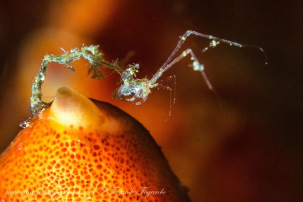 Macro life in the mergui archipelago skeleton shrimp