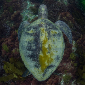 green sea turtles in La Jolla