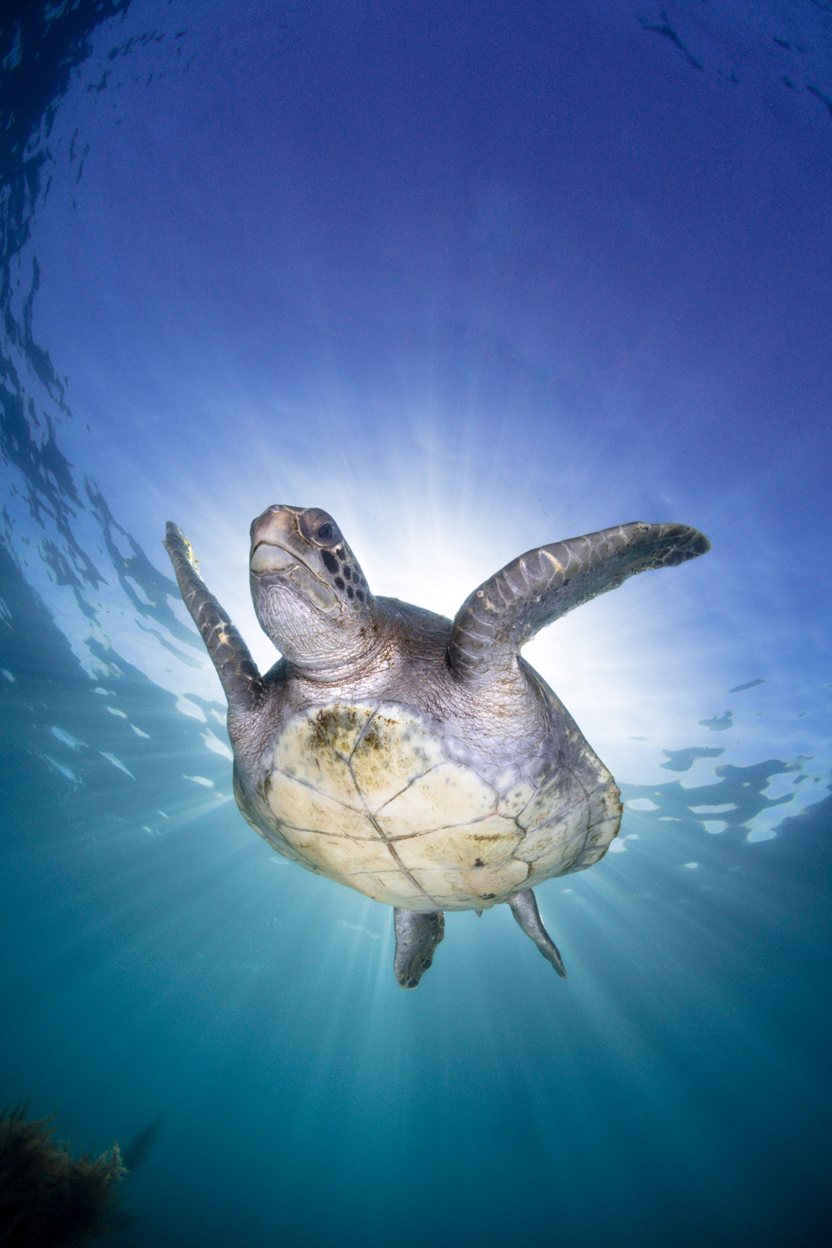 Diving with Green Sea Turtles in La Jolla • Scuba Diver Life