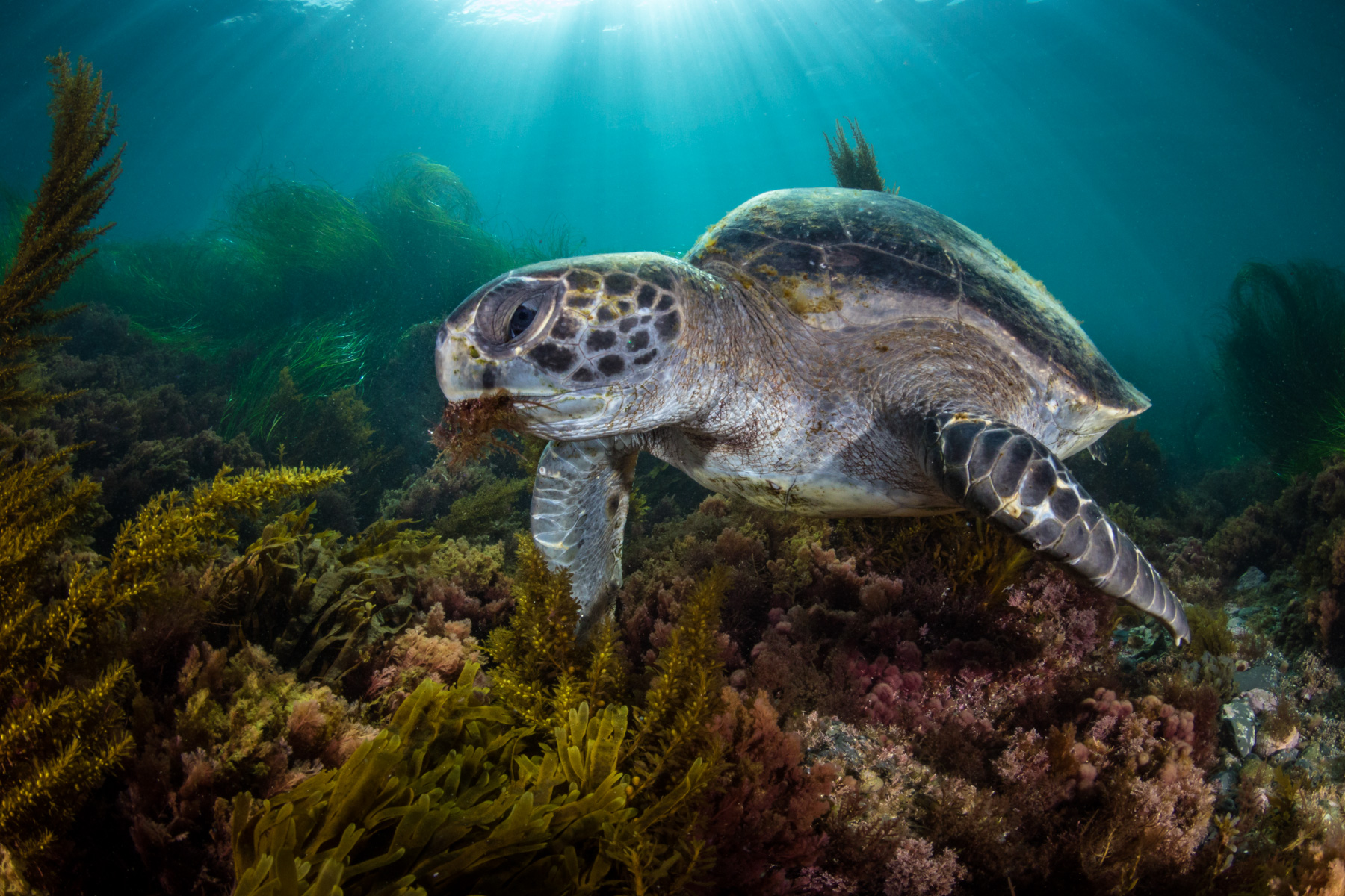 Diving with Green Sea Turtles in La Jolla • Scuba Diver Life