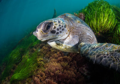 green sea turtles in la jolla