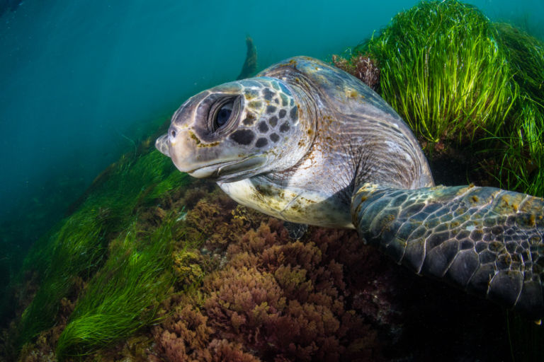 green sea turtles in la jolla