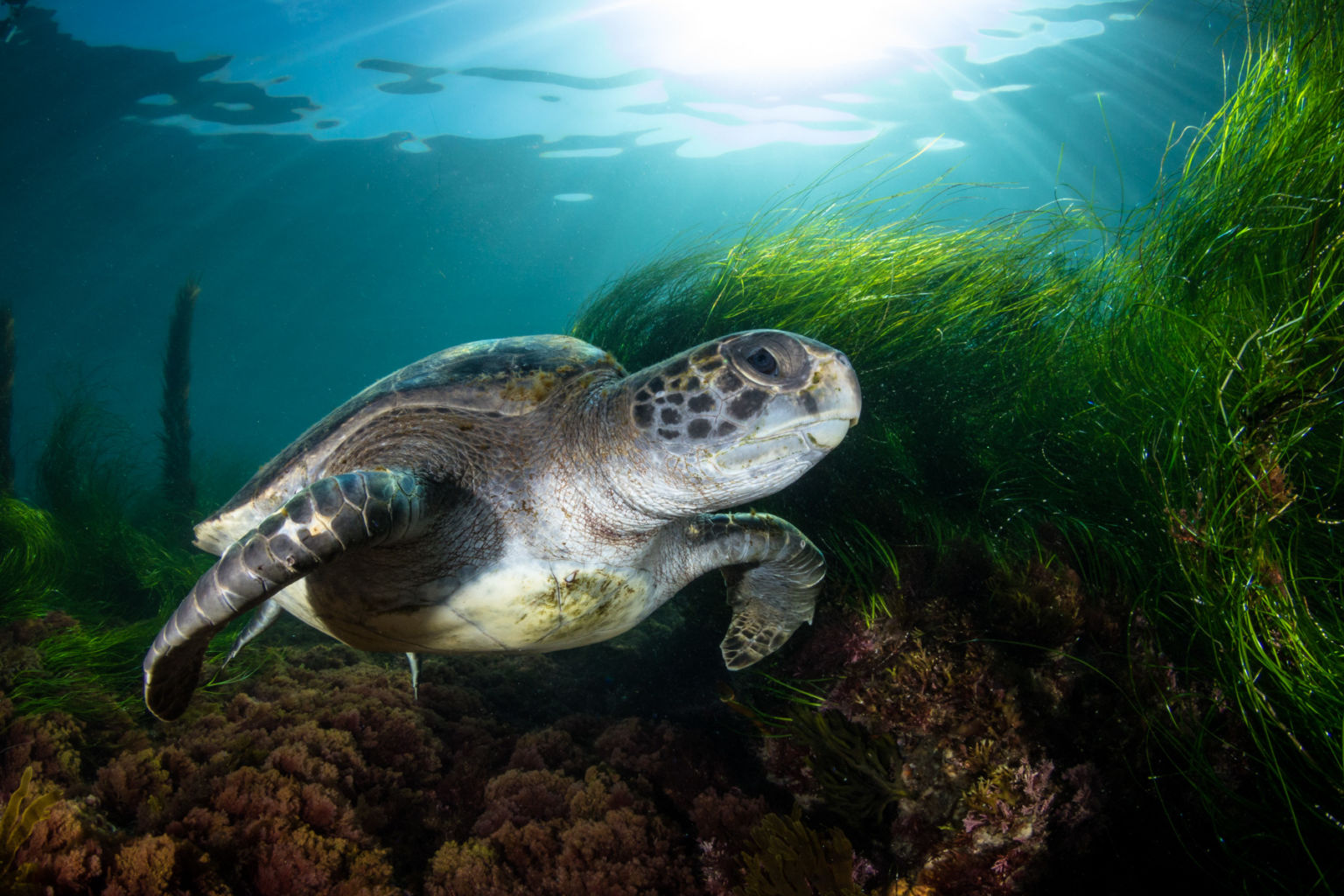 Diving with Green Sea Turtles in La Jolla • Scuba Diver Life