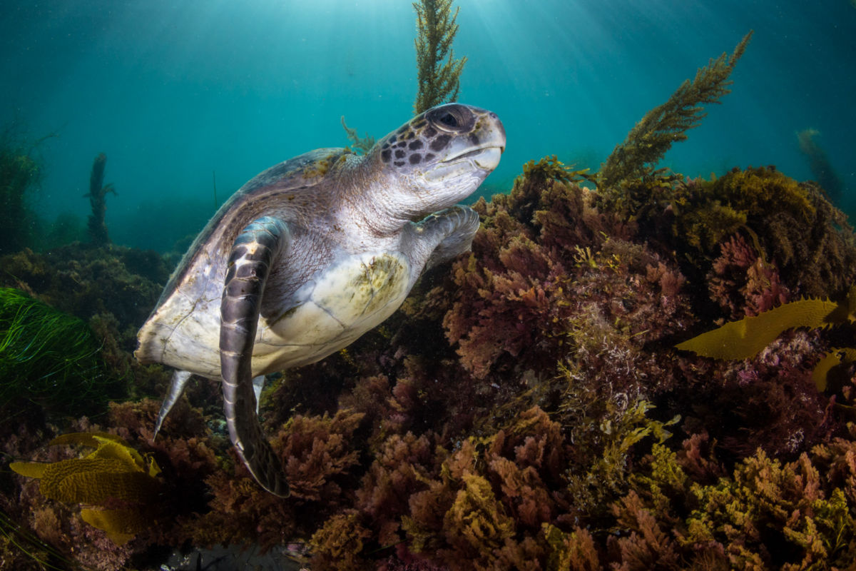 Diving with Green Sea Turtles in La Jolla • Scuba Diver Life