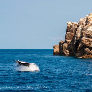 giant oceanic manta jumping
